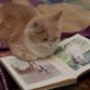 gatito ojeando fotos de arnold jajajjaja